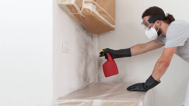 Basement Mold Remediation treatment on basement walls in Miller Place